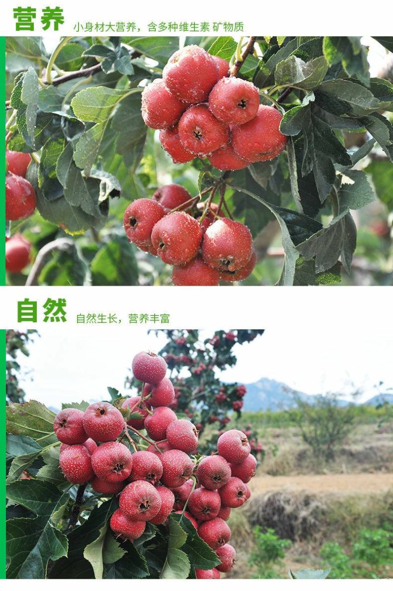 山楂苗无籽甜红籽大金星山楂树苗南北方盆栽地栽嫁接带土当年