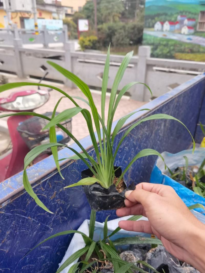 吉祥草松寿兰，小叶万年青，竹根七蛇尾七