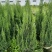塔柏各种规格场地直销大量供应欢迎咨询