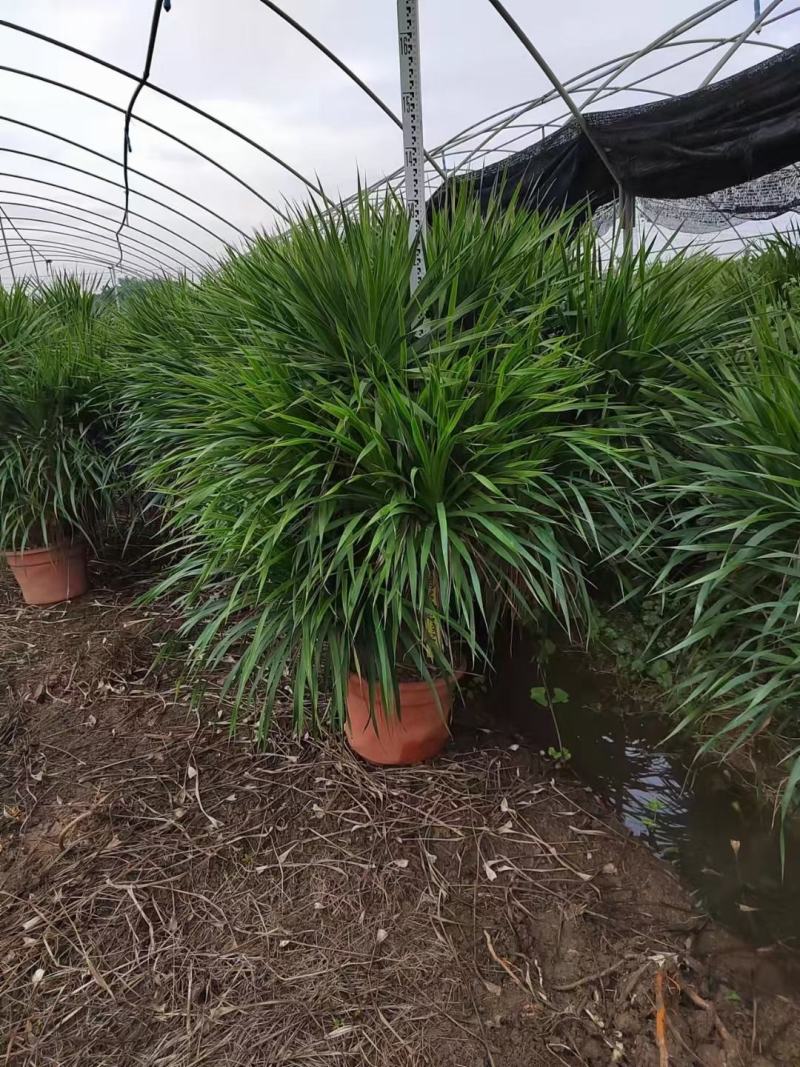 龙血树基地大量有货量大私聊欢迎合作洽谈