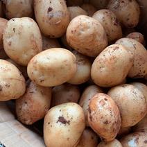 精品电商中货土豆二次分拣以质量求生存
