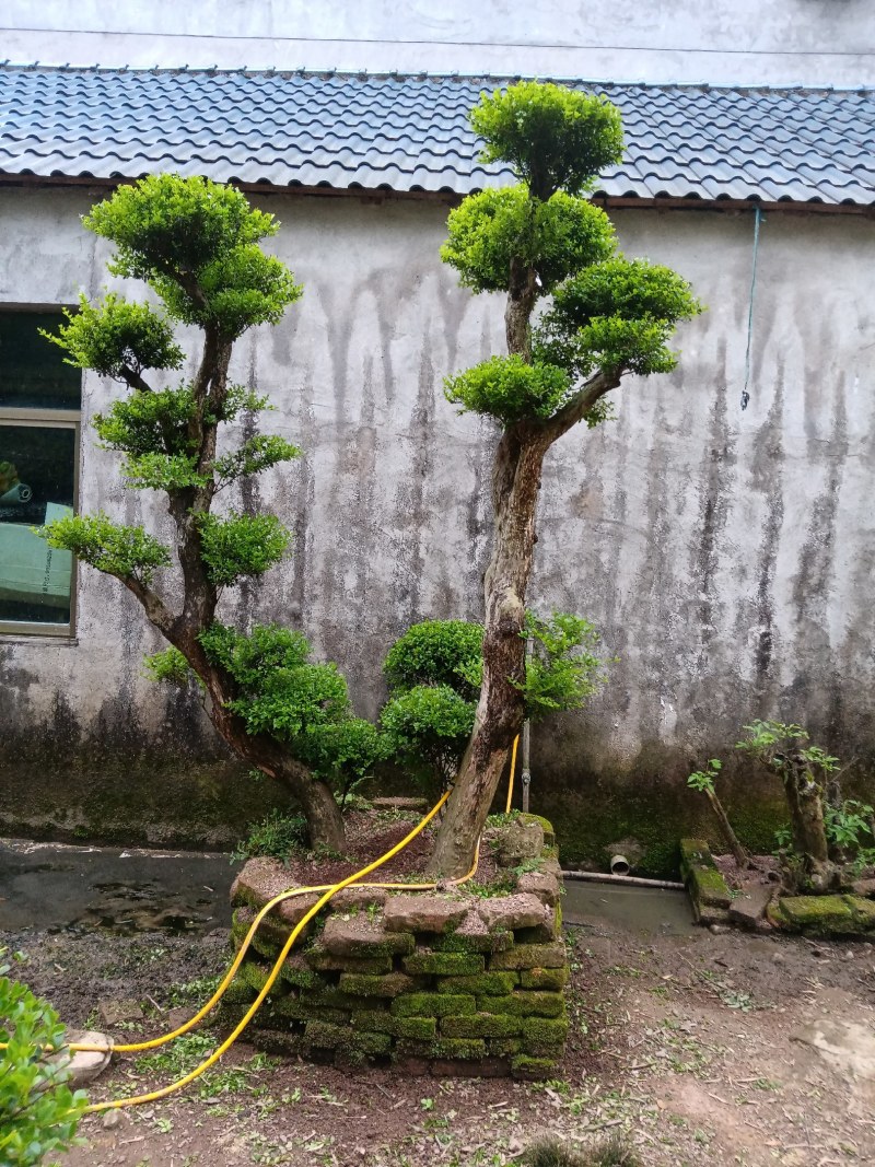 赤楠下山老桩生熟桩长年可供，量大上门从优