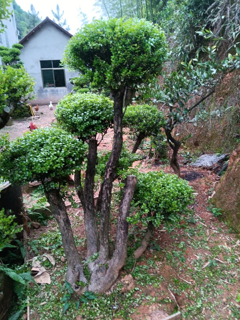 赤楠下山老桩生熟桩长年可供，量大上门从优