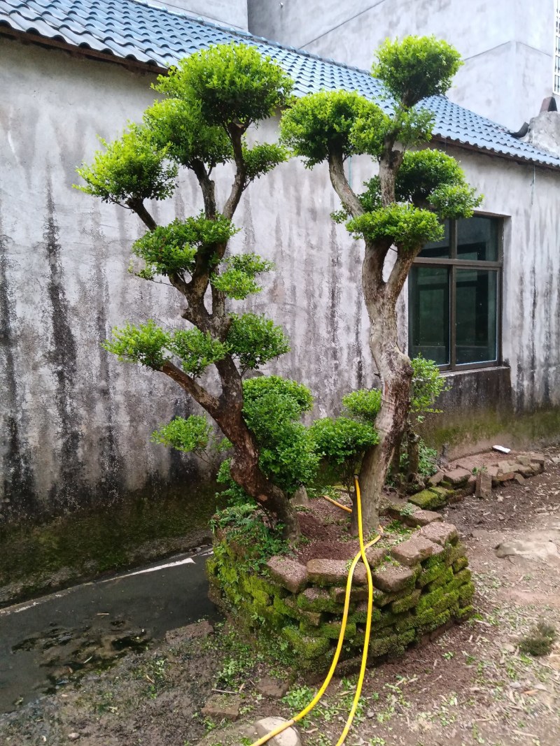 赤楠下山老桩生熟桩长年可供，量大上门从优
