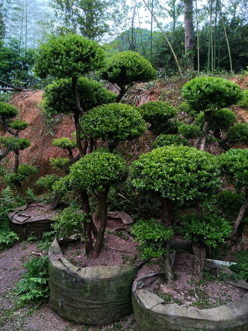 赤楠下山老桩生熟桩长年可供，量大上门从优