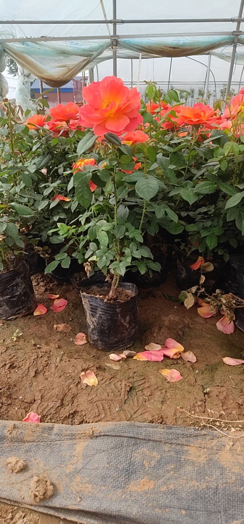 【精选】大花月季杯苗，基地直供，量大价优，欢迎进店联系