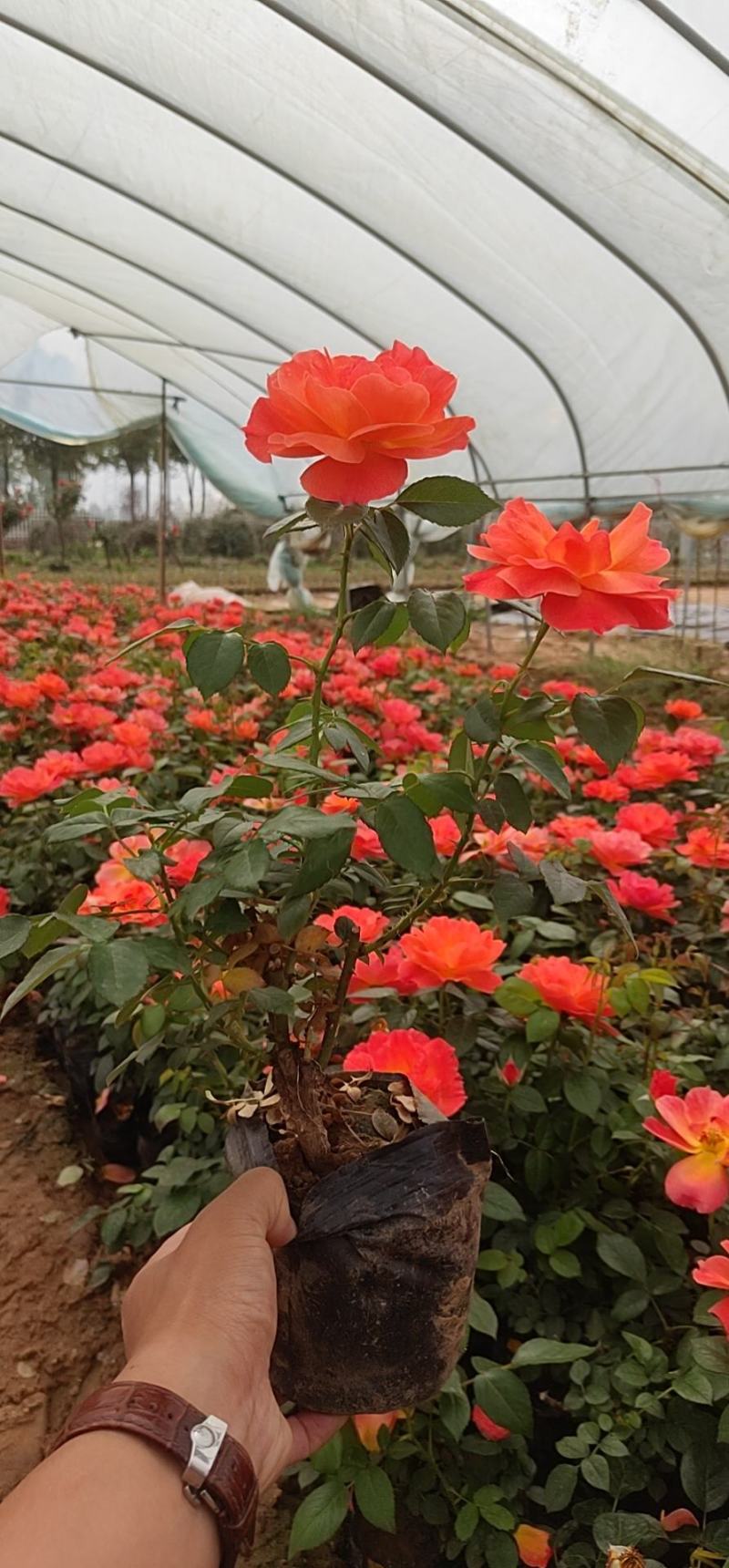 【精选】大花月季杯苗，基地直供，量大价优，欢迎进店联系