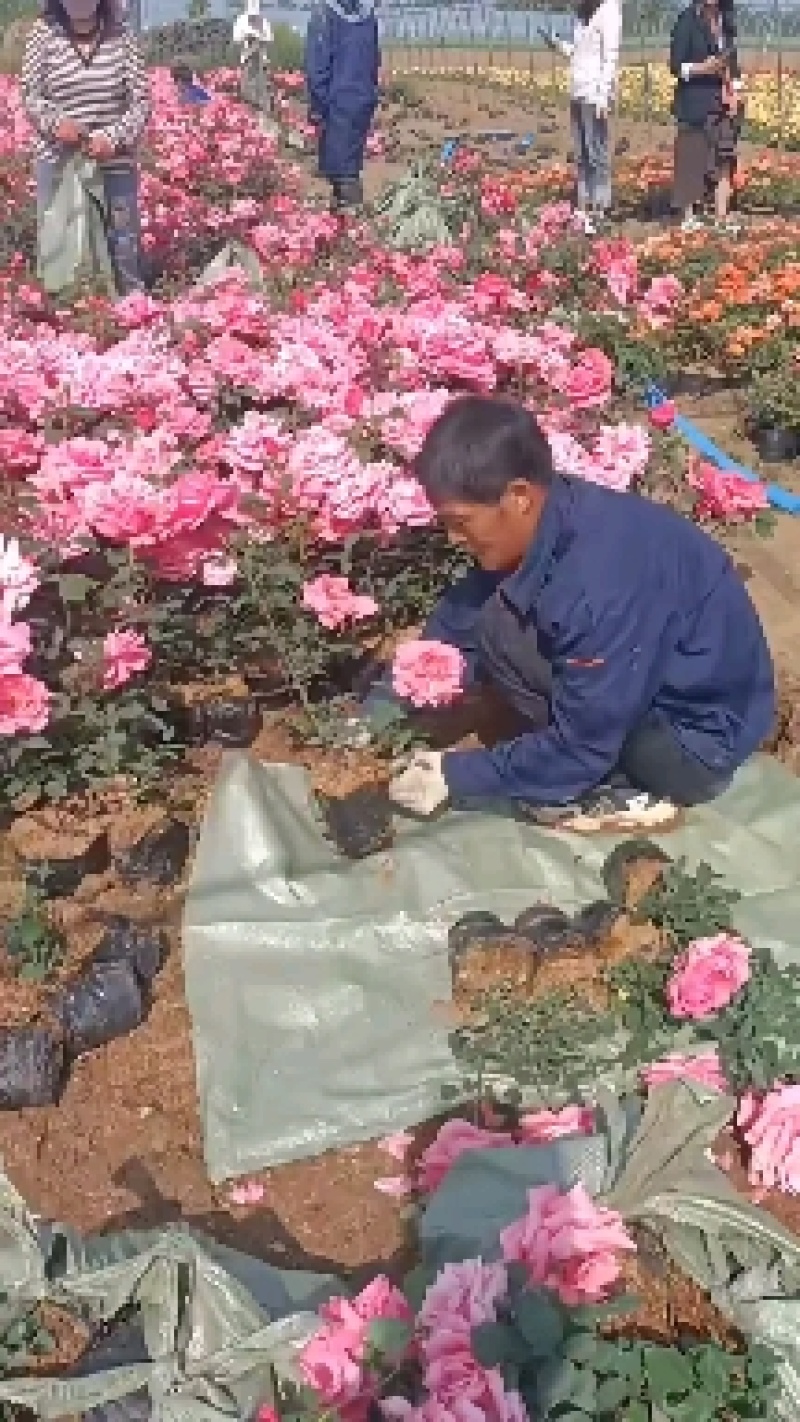 大花月季杯苗，各种花色齐全，品种多多，欢迎咨询