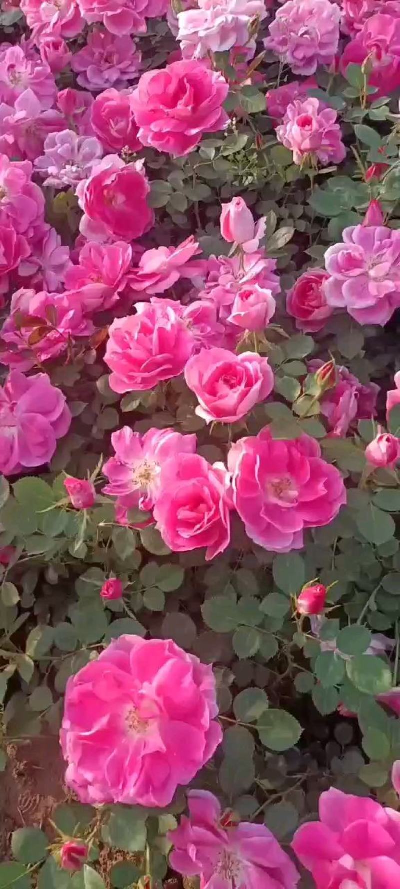 大花月季杯苗，各种花色齐全，品种多多，欢迎咨询