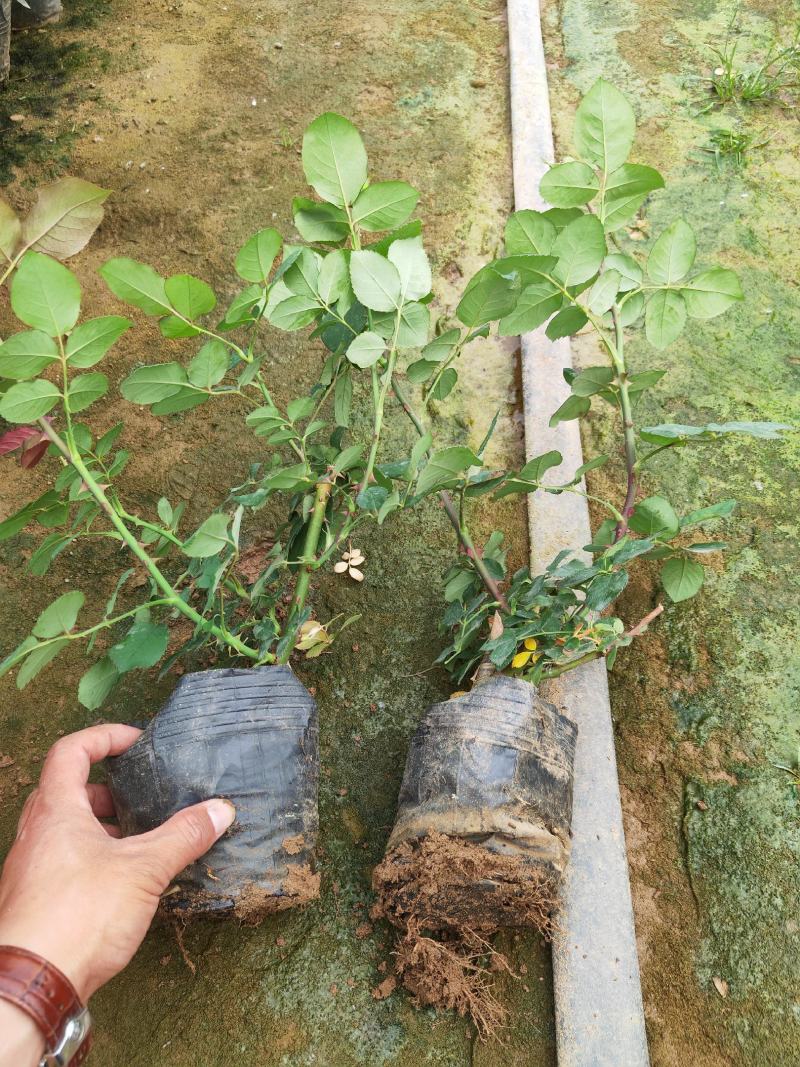 大花月季杯苗，各种花色齐全，品种多多，欢迎咨询