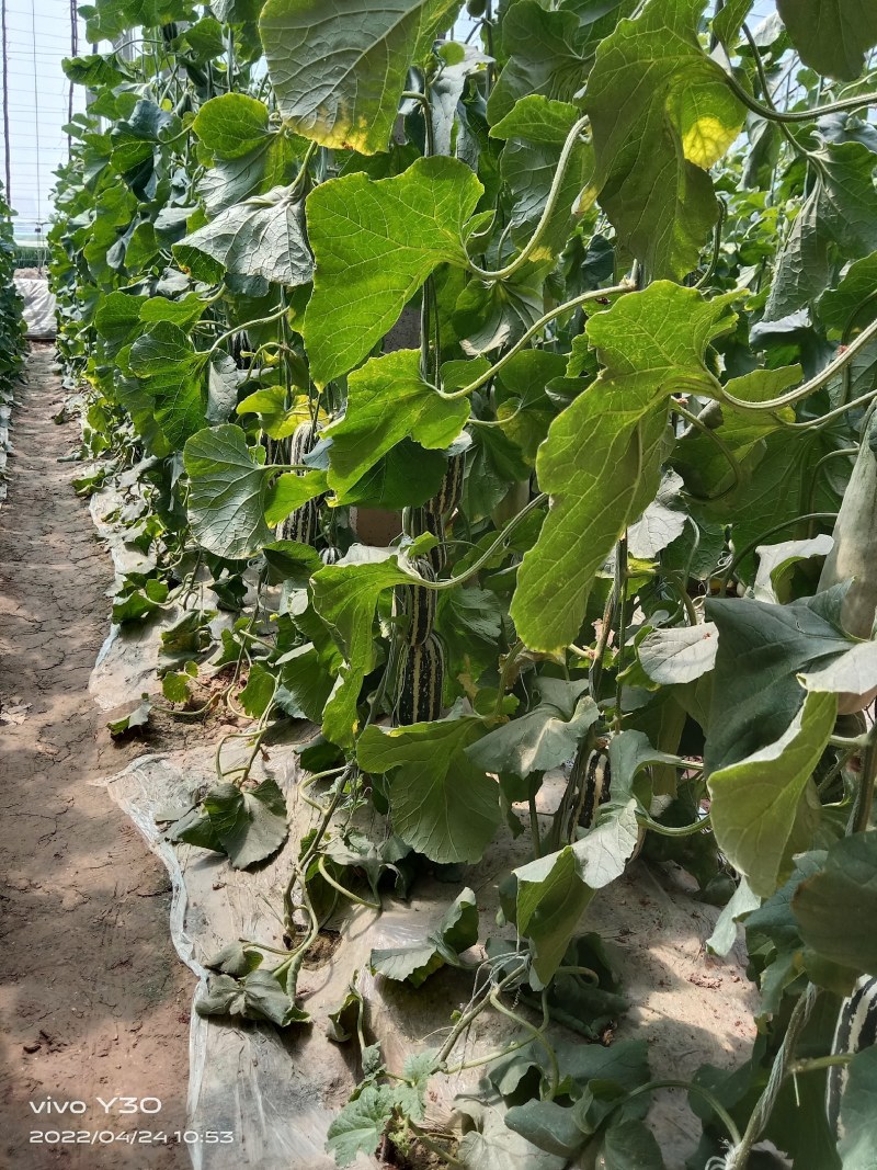 博兴县店子镇现货大量供应博洋甜瓜博洋9博洋61