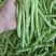 福建漳州新鲜四季豆芸豆现摘豆角应季蔬菜鲜嫩芸豆扁豆