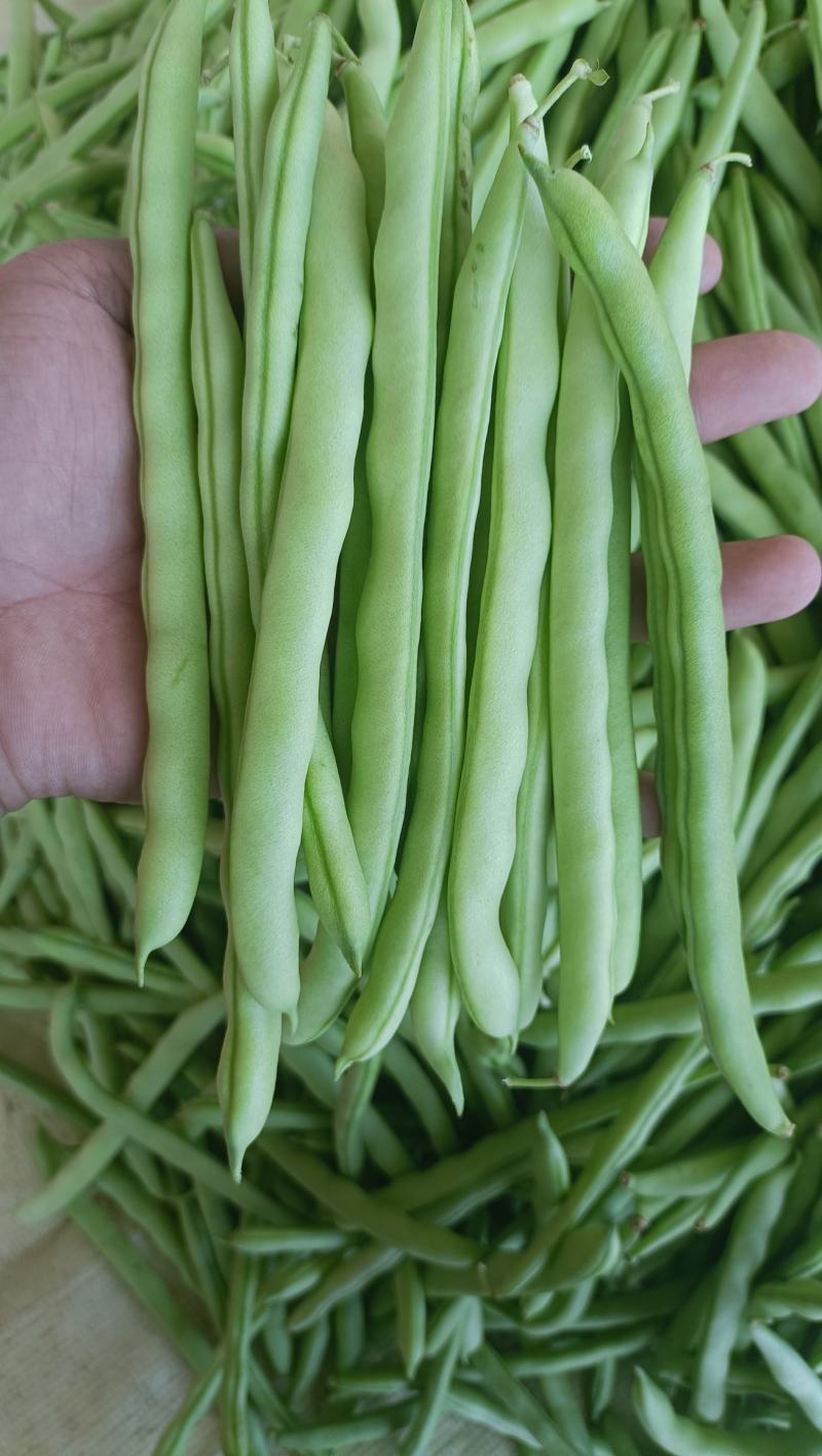 福建漳州新鲜四季豆芸豆现摘豆角应季蔬菜鲜嫩芸豆扁豆