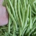 福建漳州新鲜四季豆芸豆现摘豆角应季蔬菜鲜嫩芸豆扁豆
