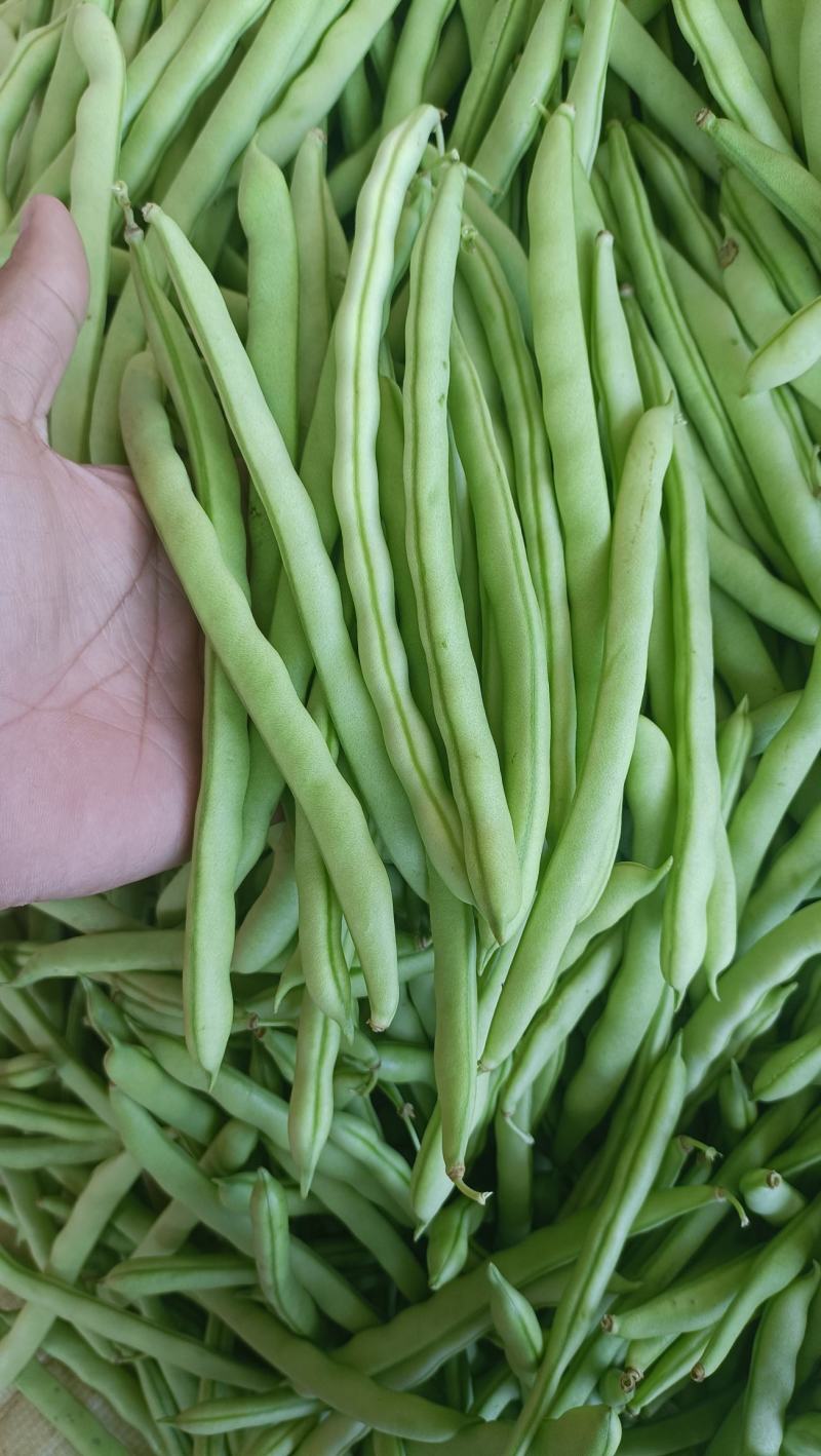 福建漳州新鲜四季豆芸豆现摘豆角应季蔬菜鲜嫩芸豆扁豆