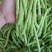 福建漳州新鲜四季豆芸豆现摘豆角应季蔬菜鲜嫩芸豆扁豆