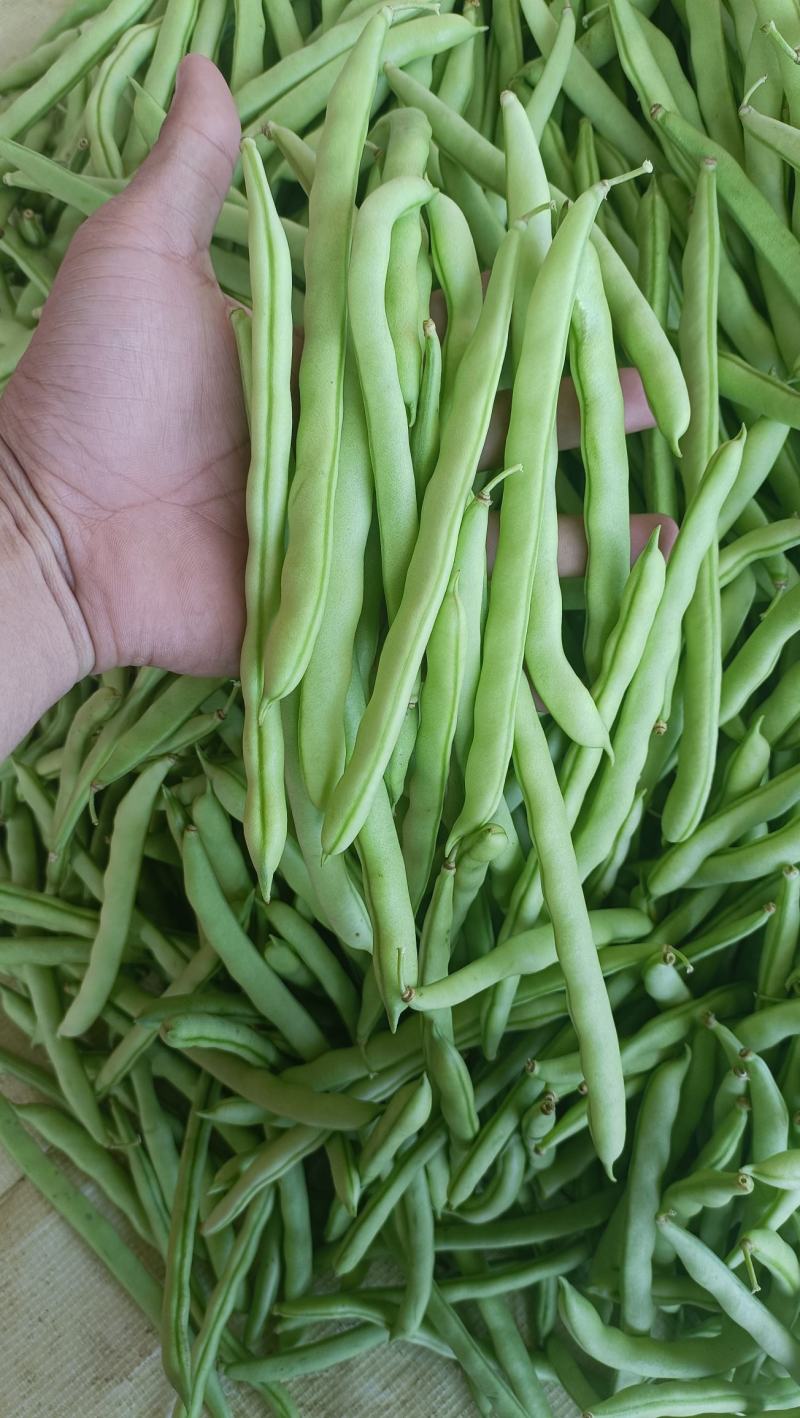 福建漳州新鲜四季豆芸豆现摘豆角应季蔬菜鲜嫩芸豆扁豆