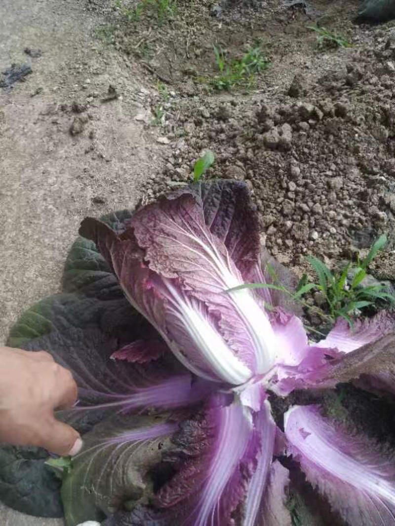 紫白菜开始了