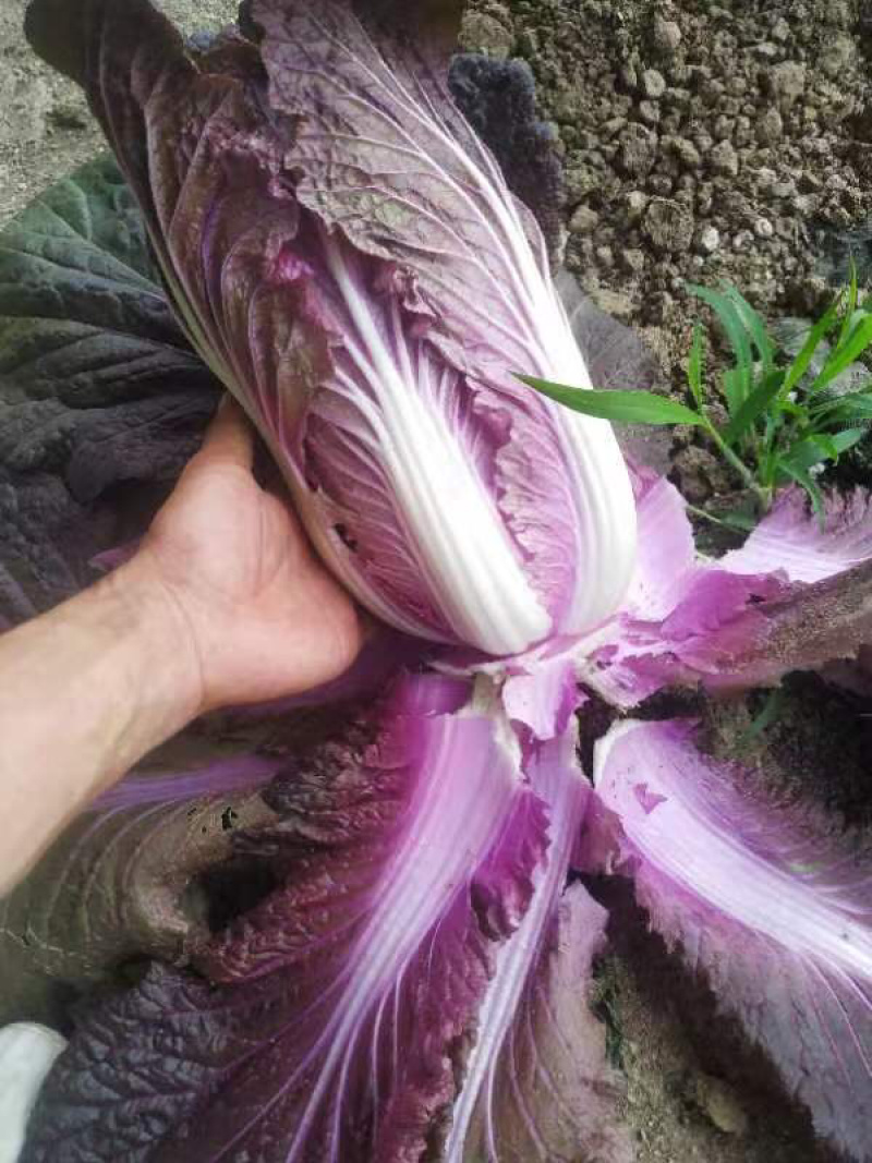 紫白菜开始了