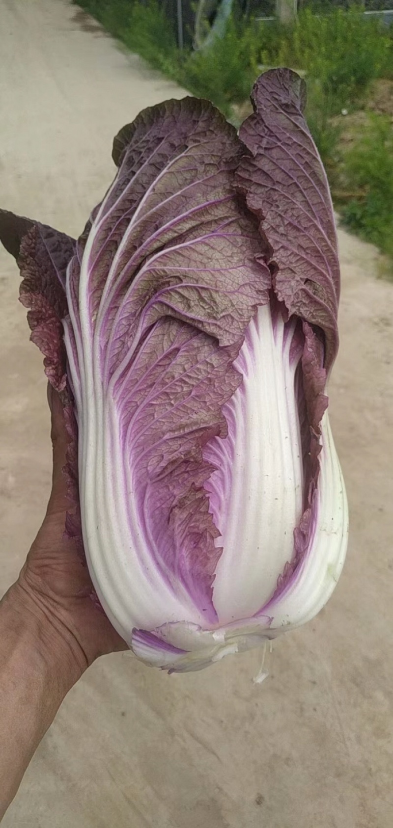 紫白菜开始了