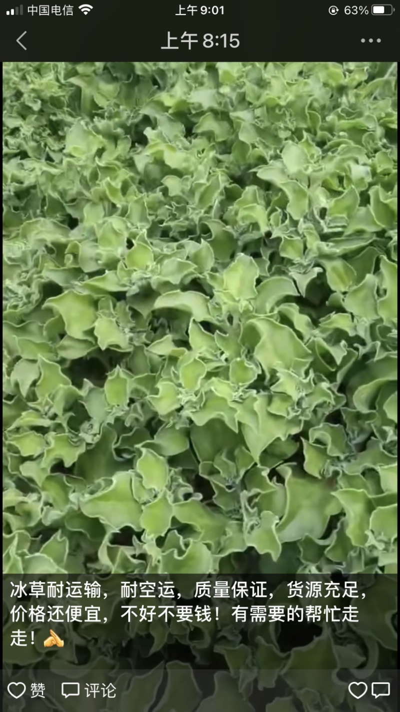 紫白菜开始了