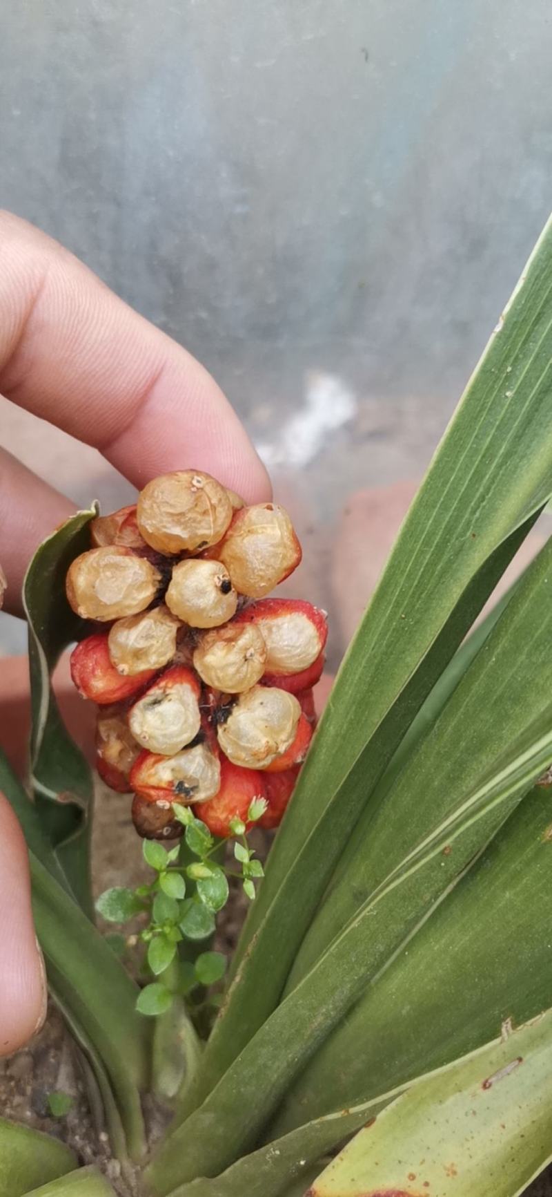 青叶万年青，金边万年青，万年青盆栽，地栽