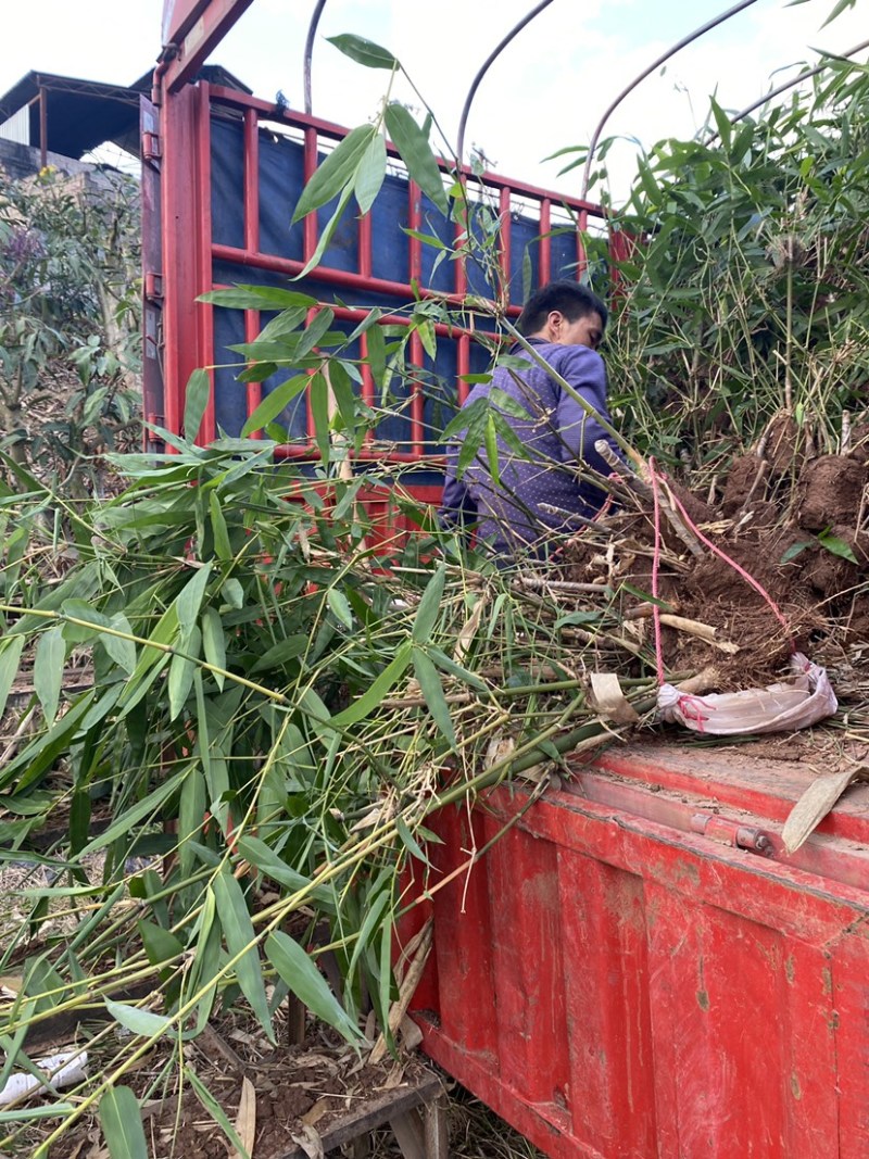 竹苗，甜竹苗，勃氏甜龙竹苗，大量供应，不零售