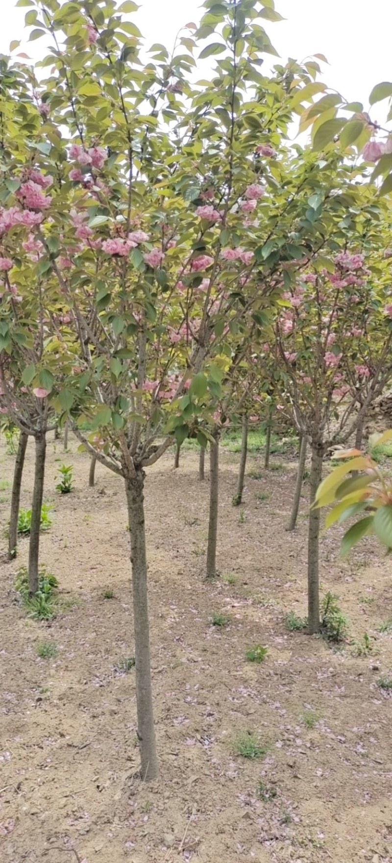 5公分樱花5/6/7公分晚樱一级树大量供应