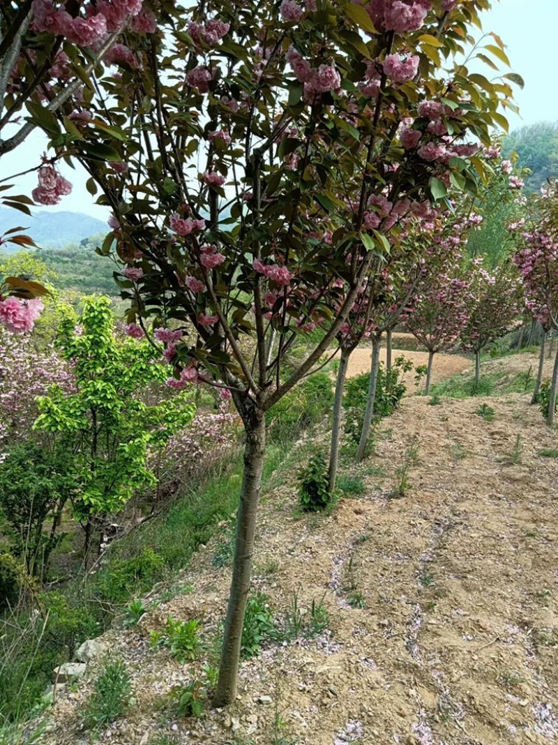 6公分樱花。樱花，晚樱6公分一级树无根瘤