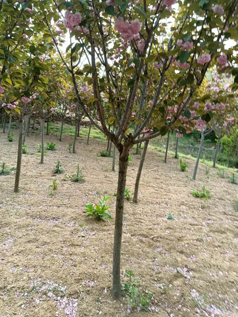 6公分樱花。樱花，晚樱6公分一级树无根瘤