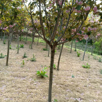 6公分樱花。樱花，晚樱6公分一级树无根瘤