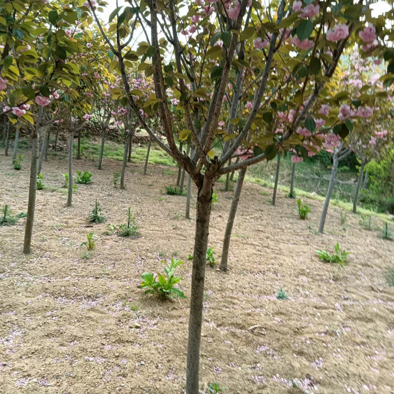 6公分樱花。樱花，晚樱6公分一级树无根瘤