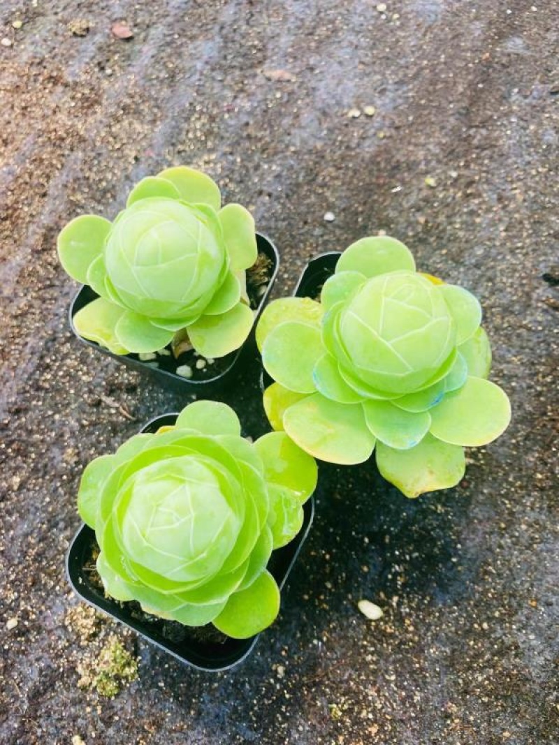 白玉鸡蛋玫瑰盆栽多肉植物阳台植物批发零售供货