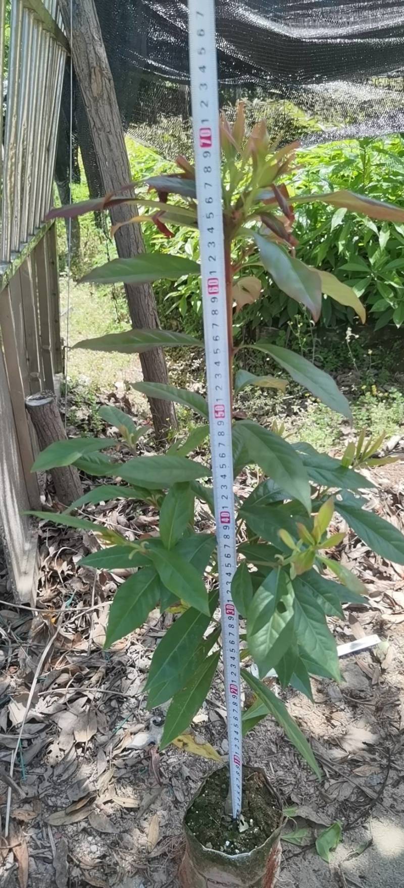 裸根木荷苗，木荷袋苗，产地直发，支持视频看货，货源充足