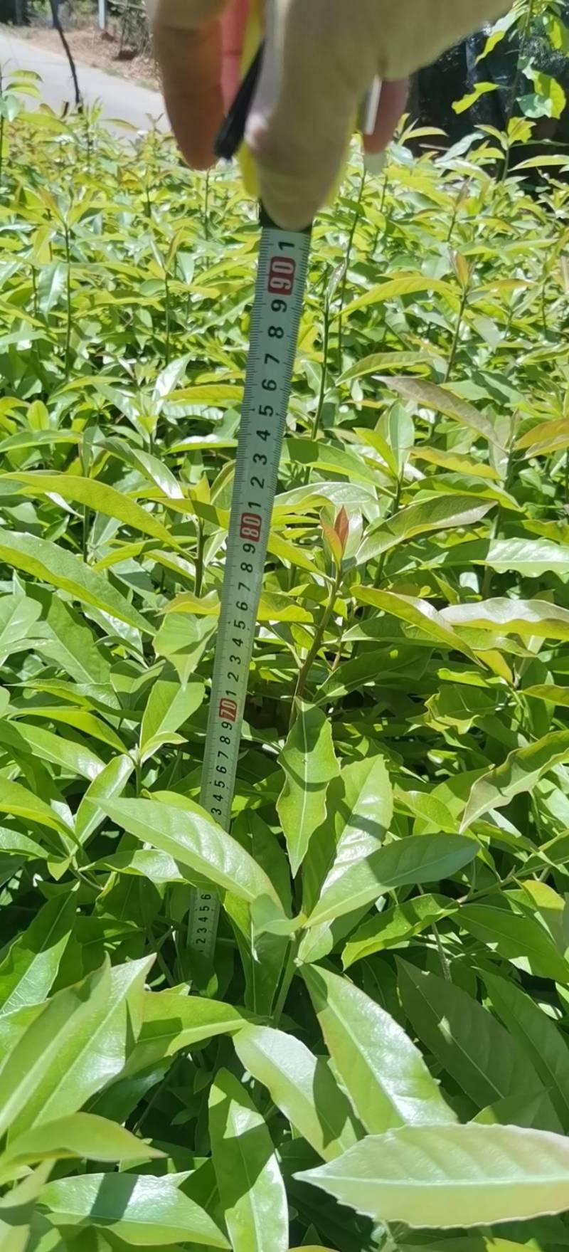 裸根木荷苗，木荷袋苗，产地直发，支持视频看货，货源充足