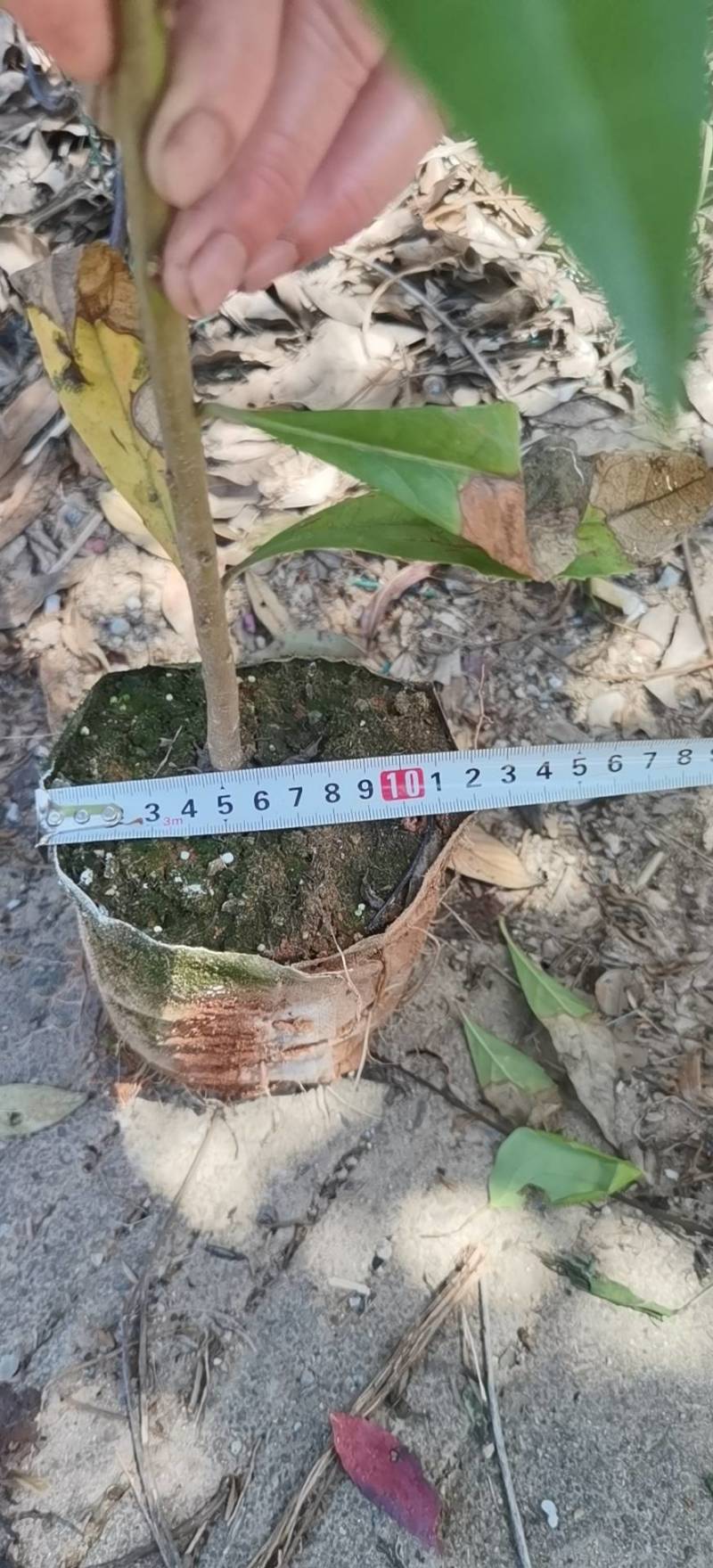 裸根木荷苗，木荷袋苗，产地直发，支持视频看货，货源充足