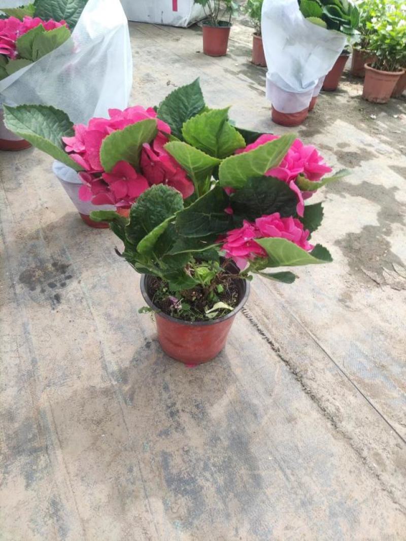 大绣球花苗老桩盆栽带花八仙花无尽夏花卉植物室内花庭院四季