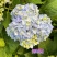 大绣球花苗老桩盆栽带花八仙花无尽夏花卉植物室内花庭院四季