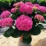 大绣球花苗老桩盆栽带花八仙花无尽夏花卉植物室内花庭院四季