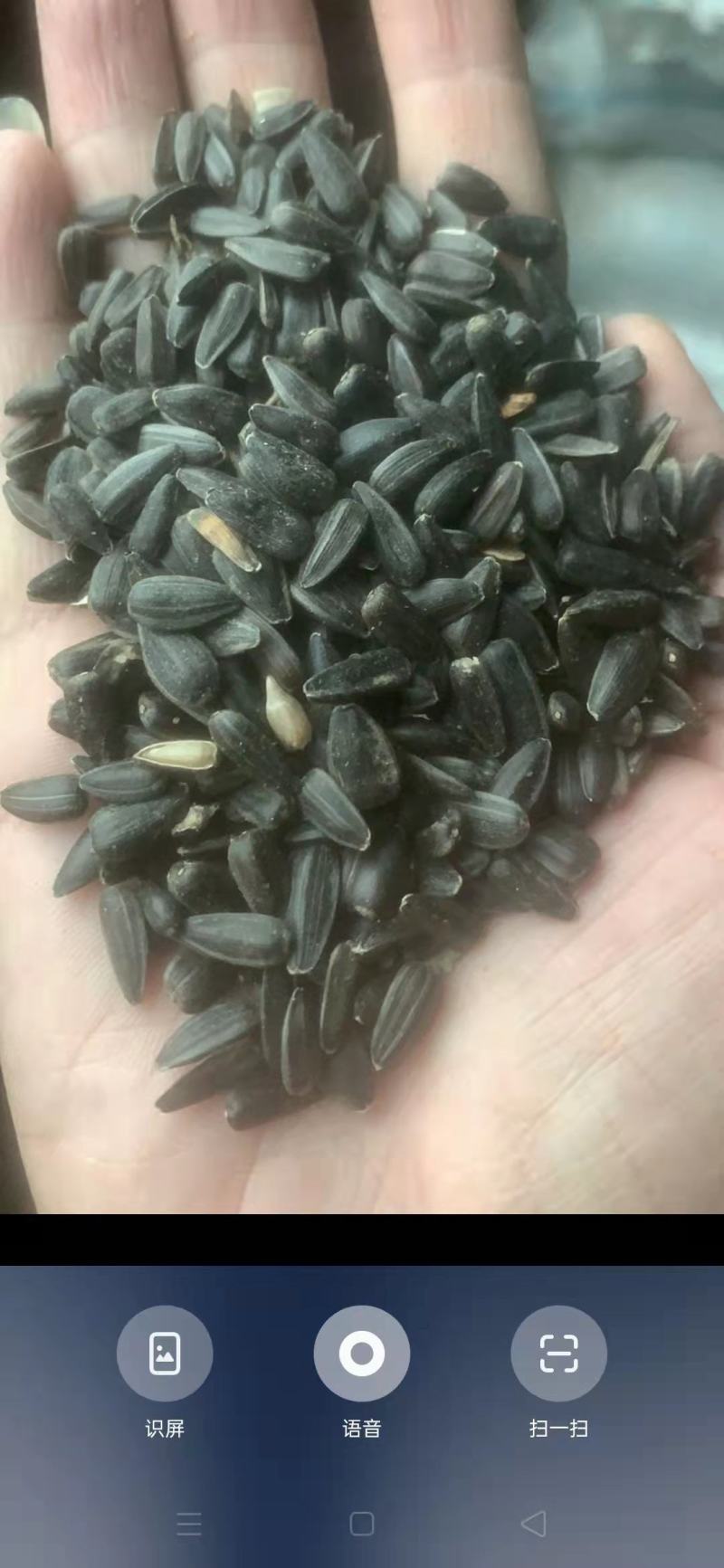 专业榨油机厂家，自动温控，可对芝麻花生菜籽油葵大豆山茶籽