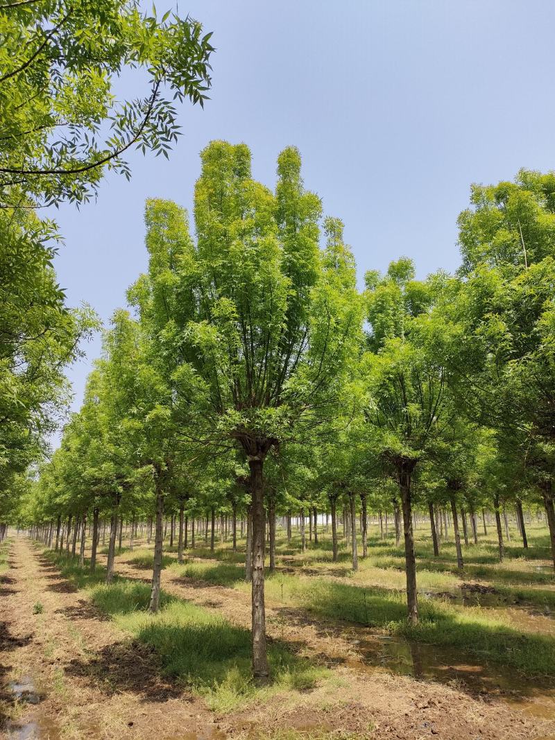 13公分小叶秋紫白蜡（紫色秋天）