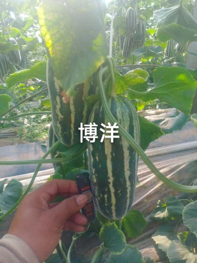 甜瓜包熟包甜包质量大量供应一条龙服务
