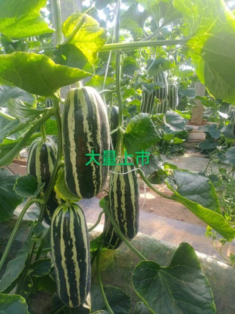 甜瓜包熟包甜包质量大量供应一条龙服务