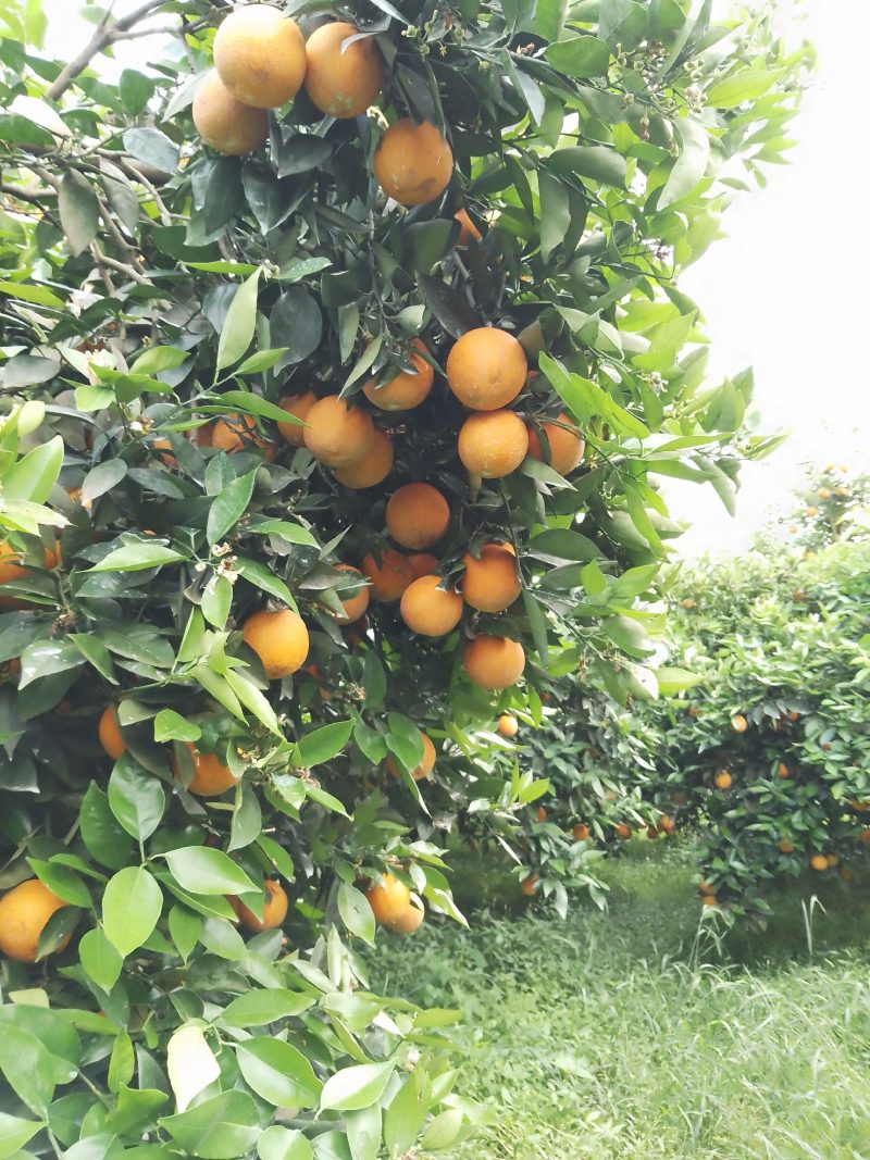 江永优质夏橙60~90质优价廉欢迎全国客户前来订购
