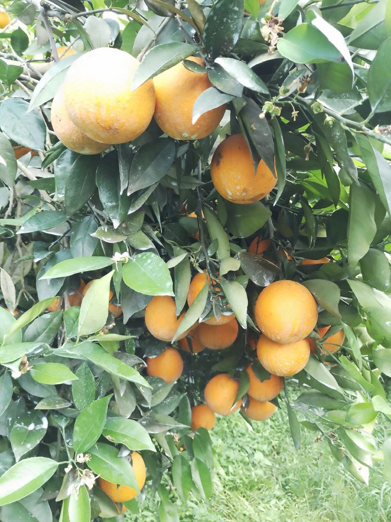 江永优质夏橙60~90质优价廉欢迎全国客户前来订购