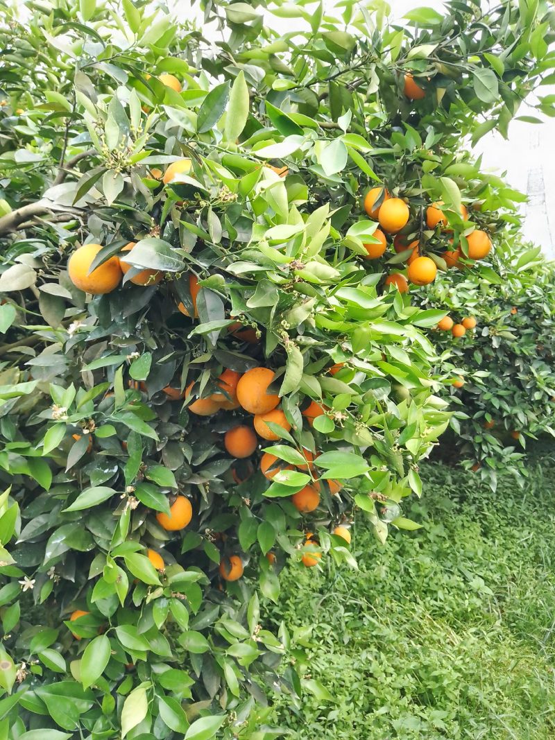 江永优质夏橙60~90质优价廉欢迎全国客户前来订购