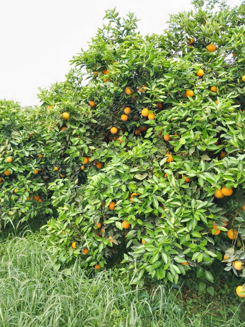 江永优质夏橙60~90质优价廉欢迎全国客户前来订购