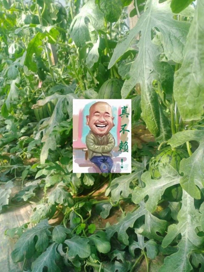 【实力】山东淮坊全美2k西瓜皮薄多汁产地直销可视频看货