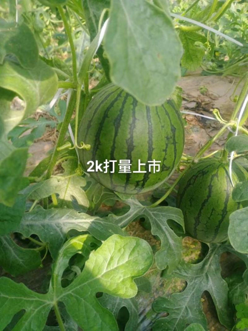 【实力】山东淮坊全美2k西瓜皮薄多汁产地直销可视频看货