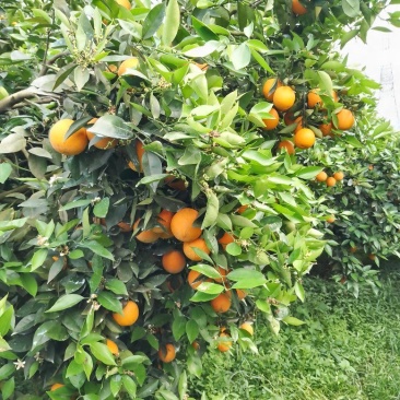 江永优质夏橙60~90质优价廉欢迎全国客户前来订购